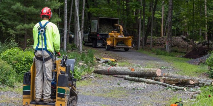 Proactive Tree Care: Protect Your Property and Prevent Costly Damage